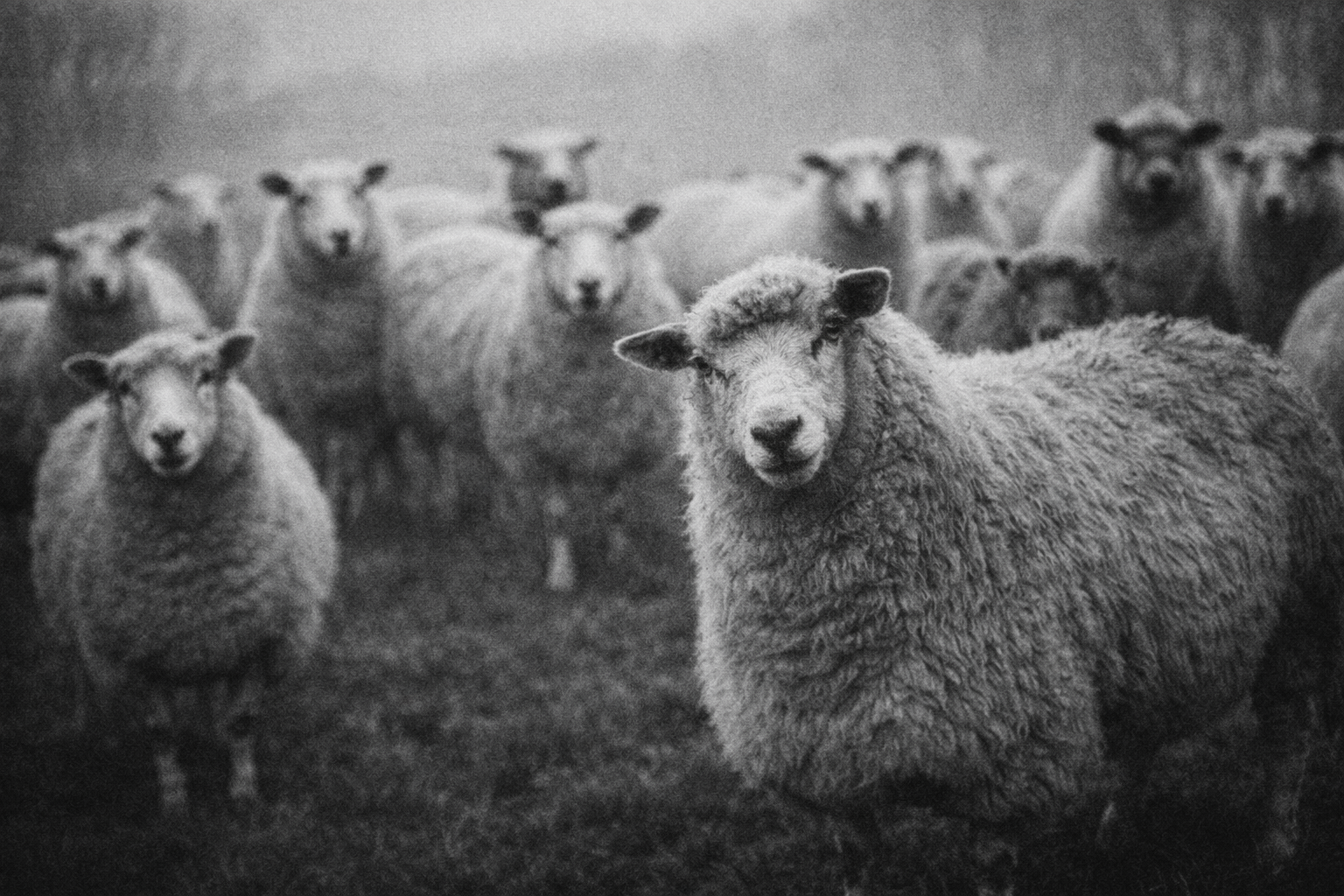 Merino sheep in field